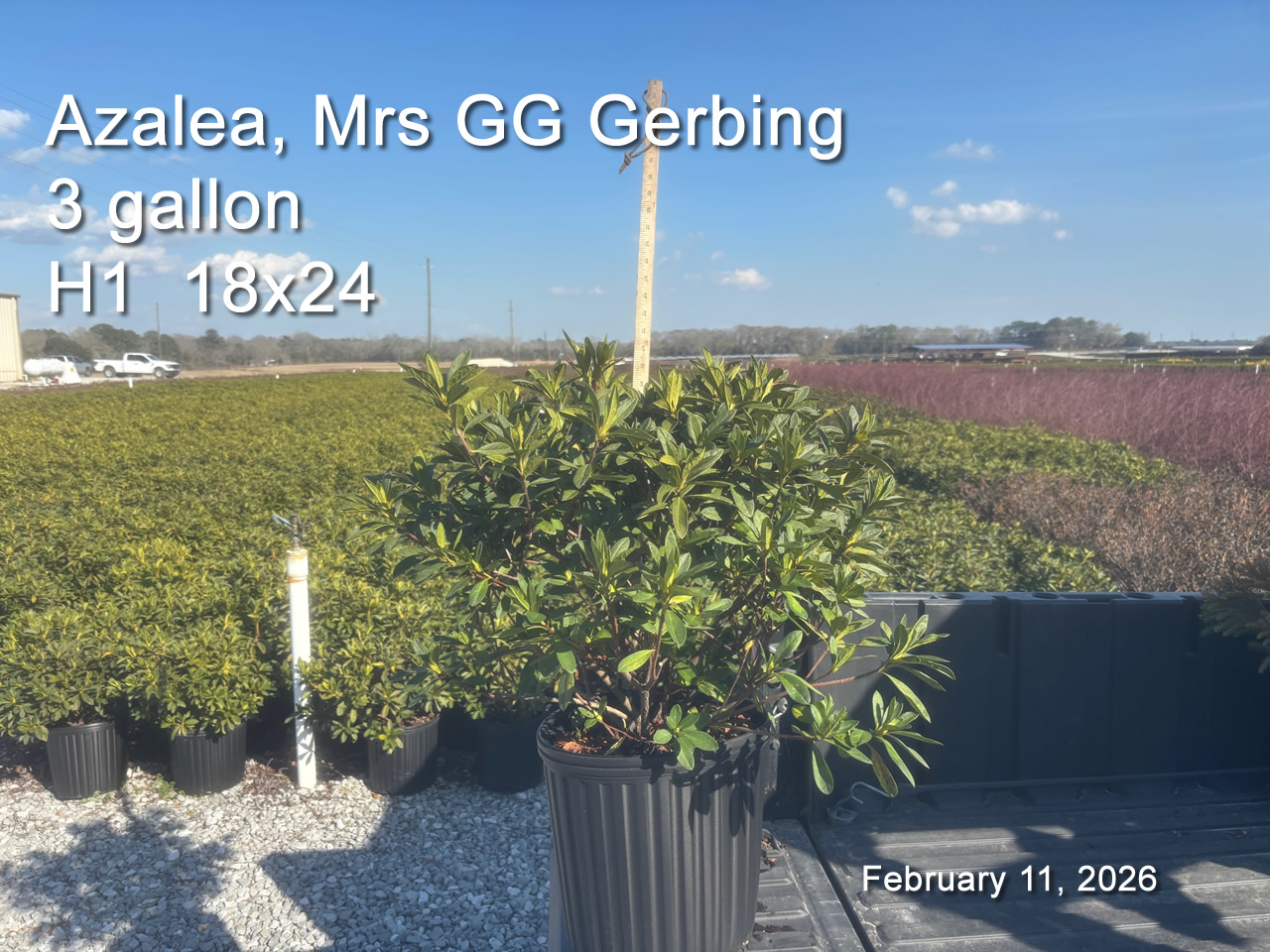 gallery/gg3 h1 feb11.jpg